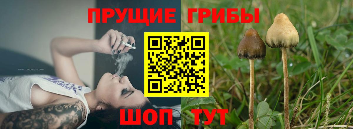Соль-Илецк  Псилоцибиновые грибы Magic Shrooms  Вход с VPN 